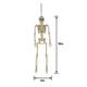 Poseable Plastic Hanging Skeleton, 15.5in
