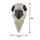 Plastic Raven Skull, 3.5in x 8.75in