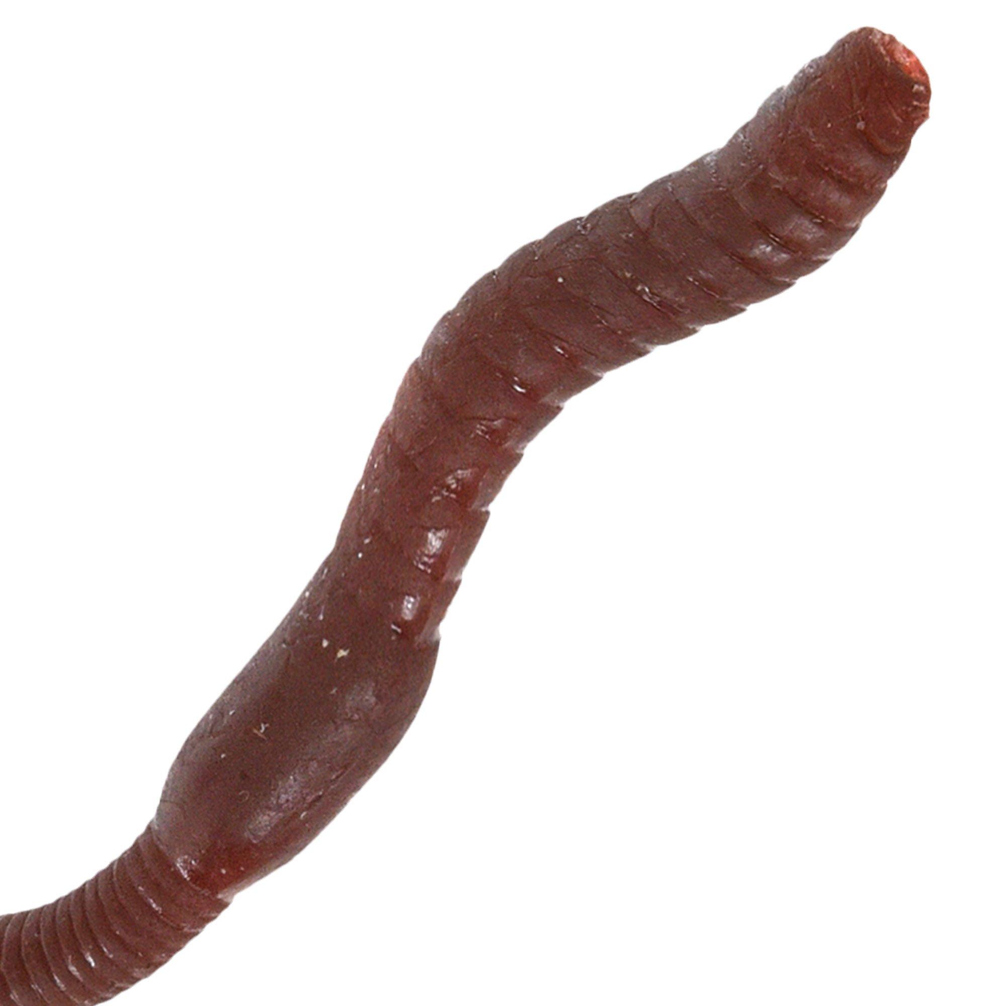 Black Plastic Worms, 5.5in, 12ct