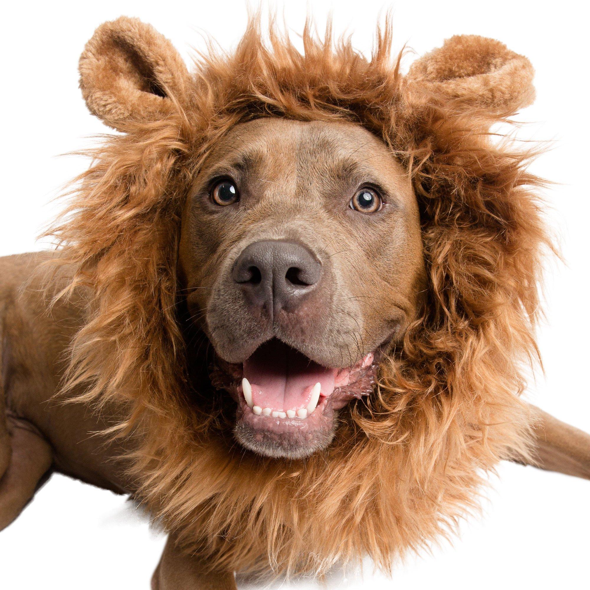 Lion Mane Dog Costume