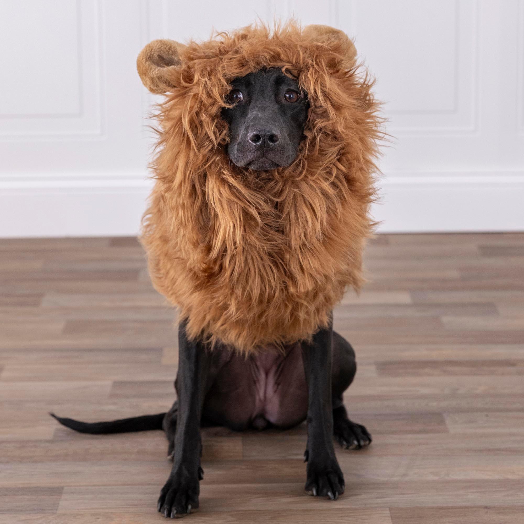 Lion Mane Dog Costume