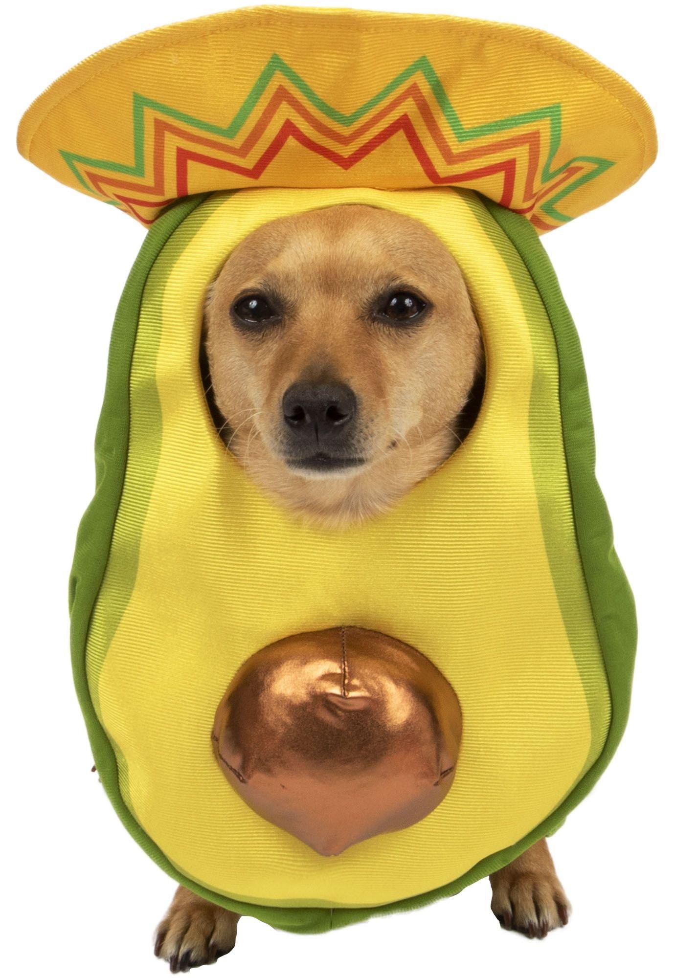 can dogs like avocado