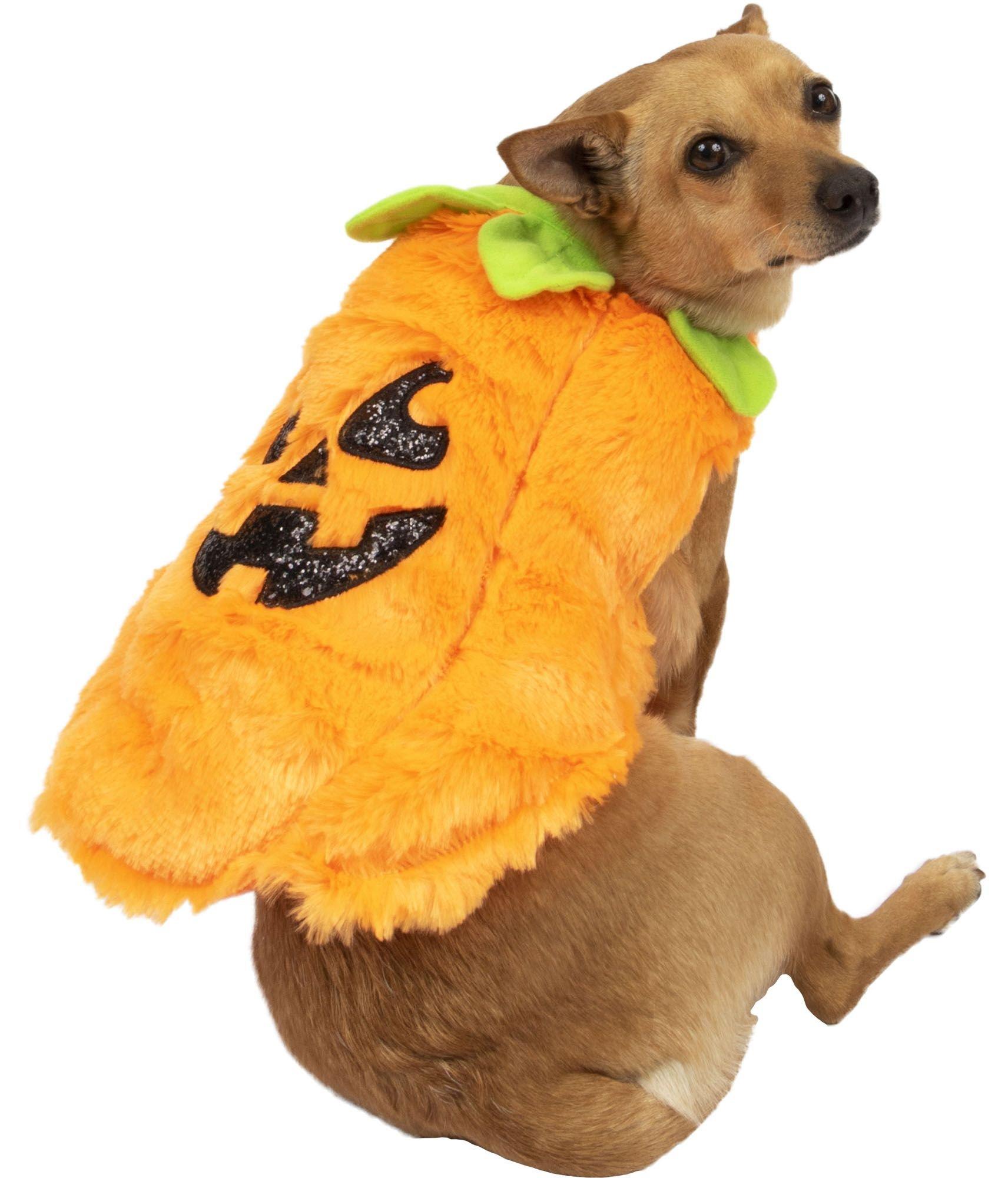 Dog in a pumpkin costume sale