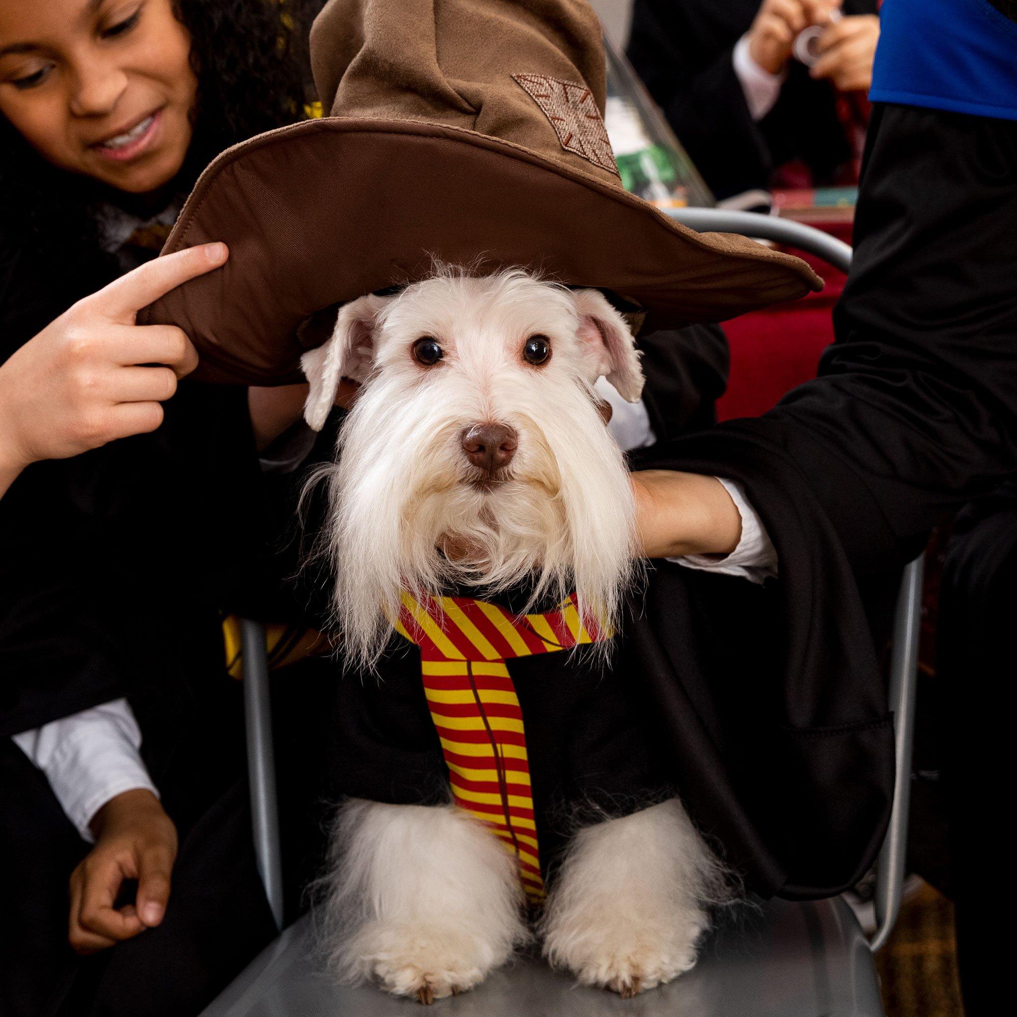 Gryffindor 2024 dog scarf