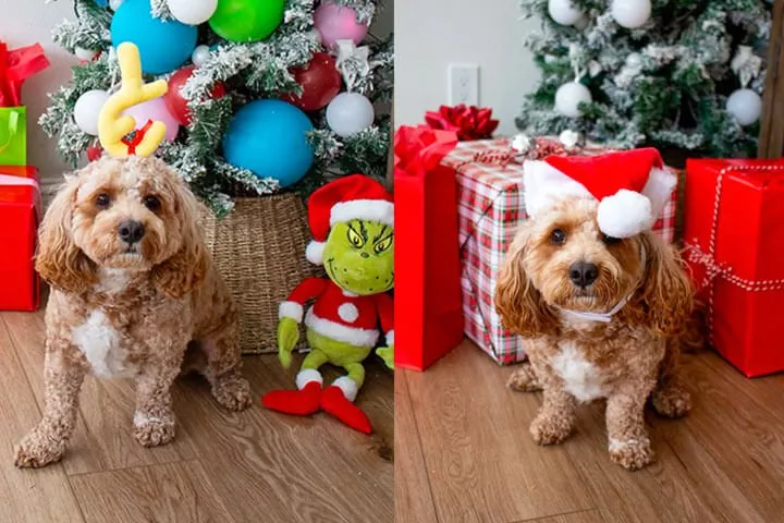 Dog Grinch & Santa