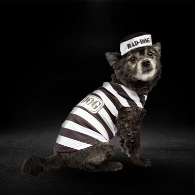 Dog & Pet Costumes for Halloween