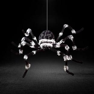 Spiders and Webbing