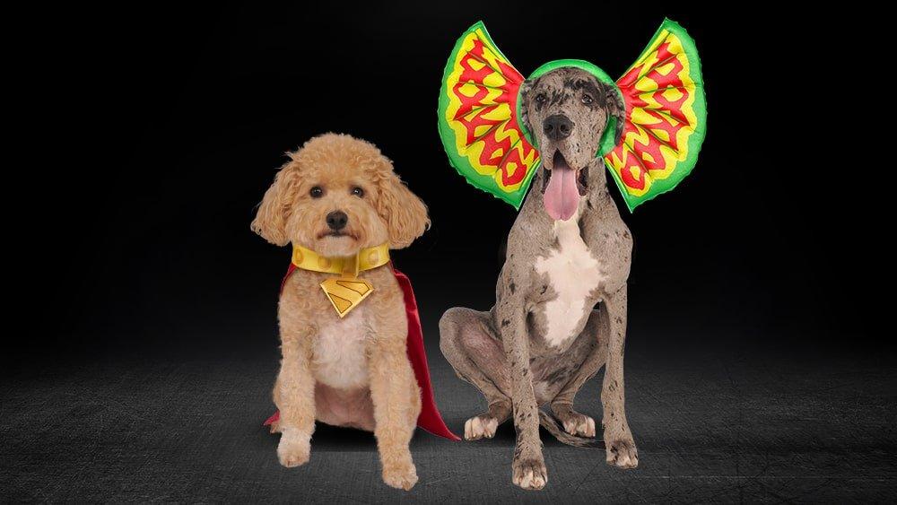 Pet Costume Ideas