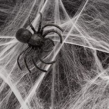 Halloween Spiders & Webbing