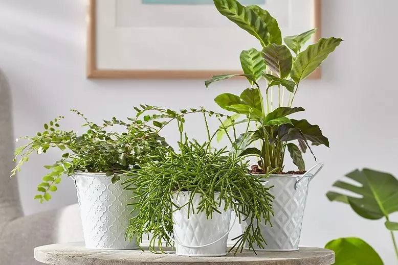 Dekoracyjne rośliny doniczkowe w białych osłonkach z Pepco, ustawione na okrągłym stoliku, tworzące zieloną kompozycję.