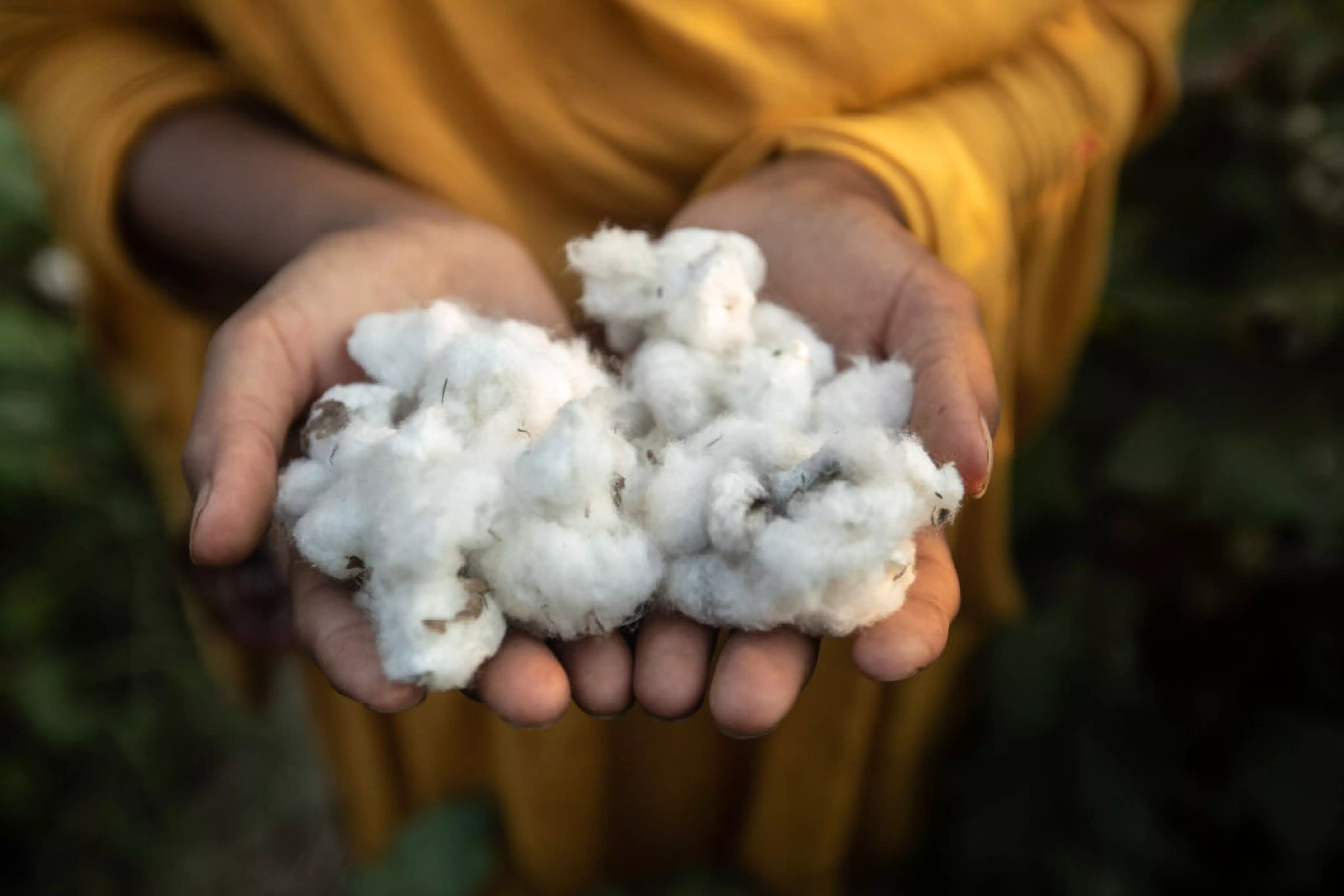 Hands holding raw cotton bolls, showcasing Pepco's commitment to natural materials in their clothing products.