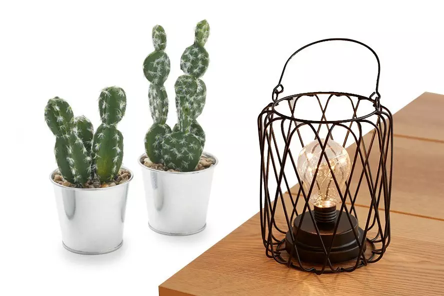 Dekoracyjne kaktusy w metalowych doniczkach i druciana lampka z żarówką z oferty Pepco, ustawione na drewnianym blacie.