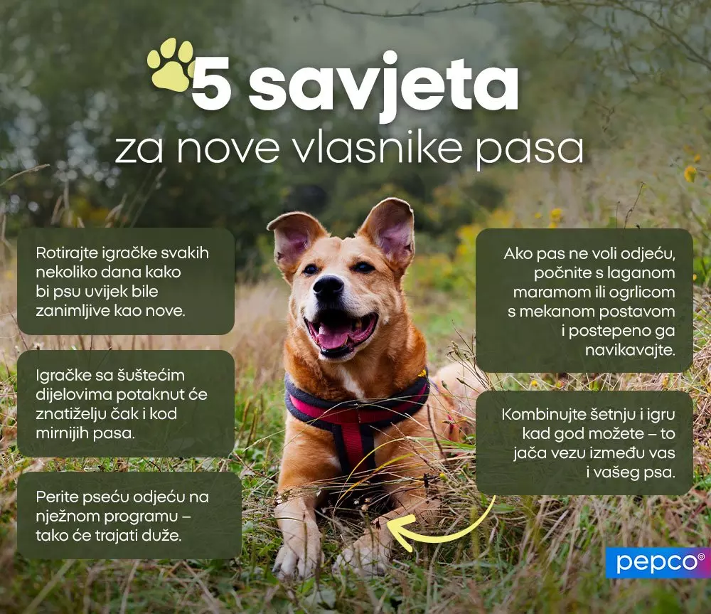 Pas u pojasu sjedi napolju sa tekstom 5 savjeta za nove vlasnike pasa.