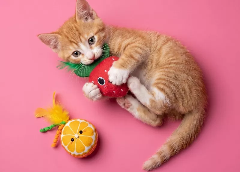 Gatito atigrado naranja jugando con juguete de fresa de peluche junto a juguete de naranja.