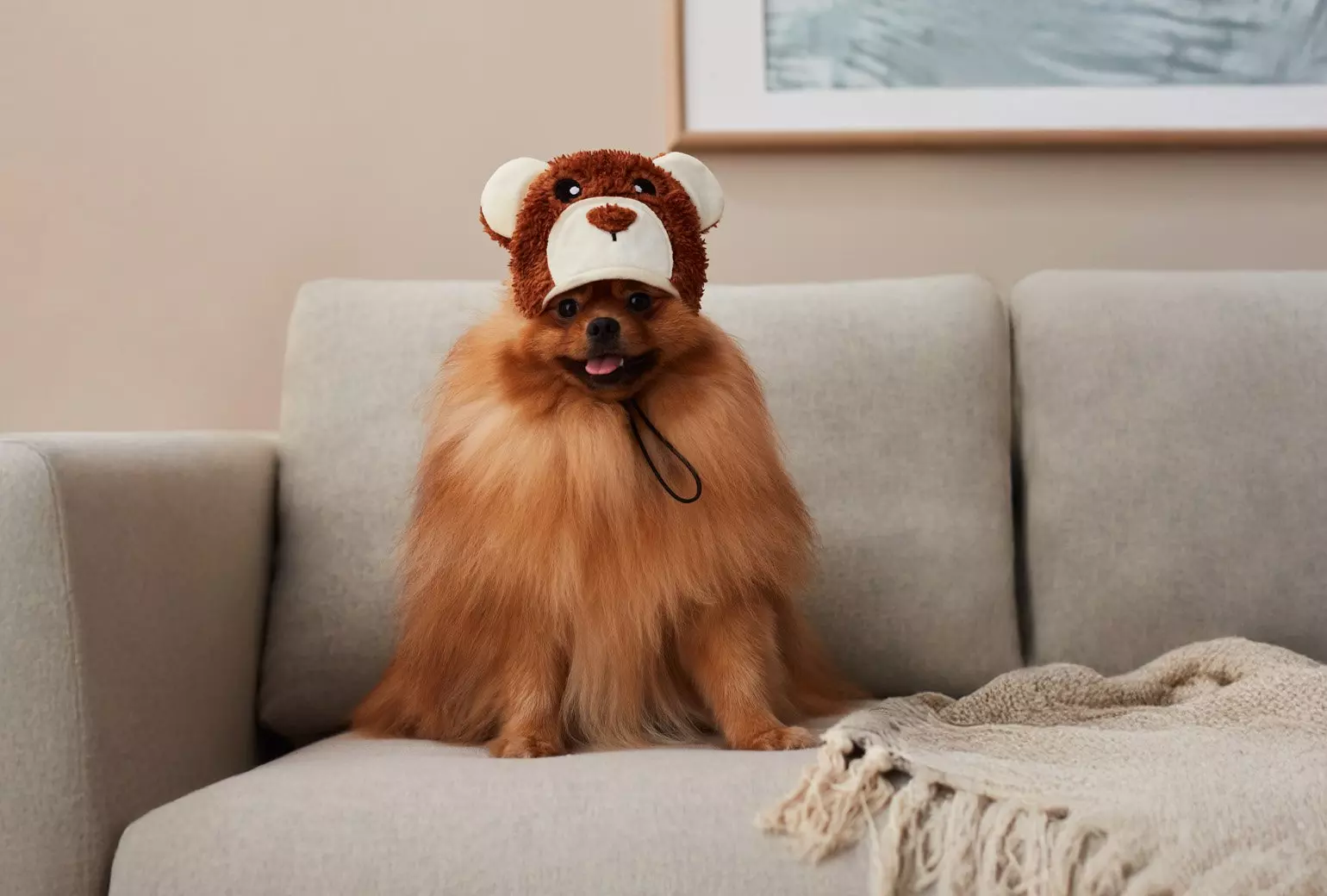 Pies rasy szpic w czapce misia z Pepco siedzi na szarej kanapie, obok leży beżowy koc z frędzlami.