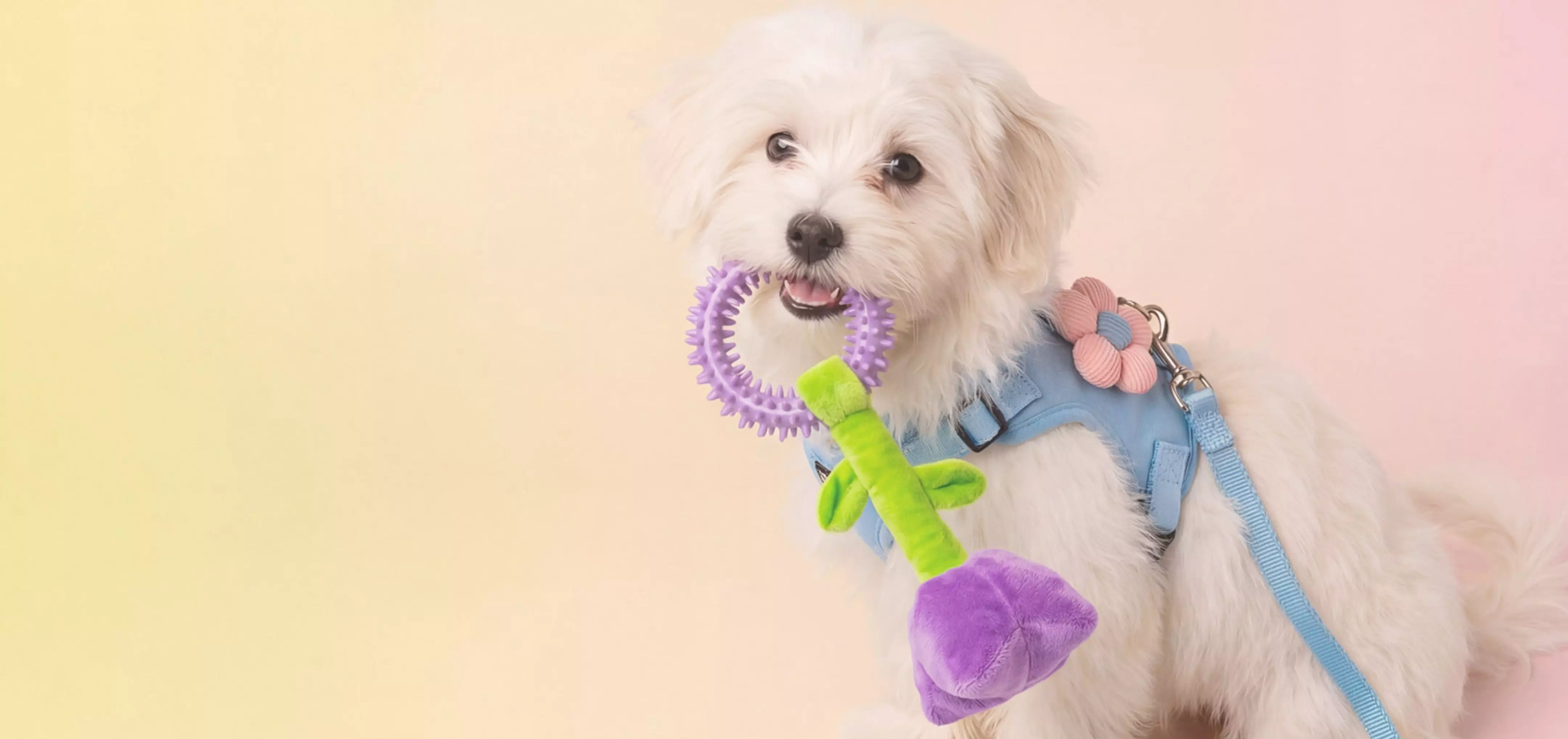 Small white dog wearing blue harness holding colorful purple and green ring toy in mouth.