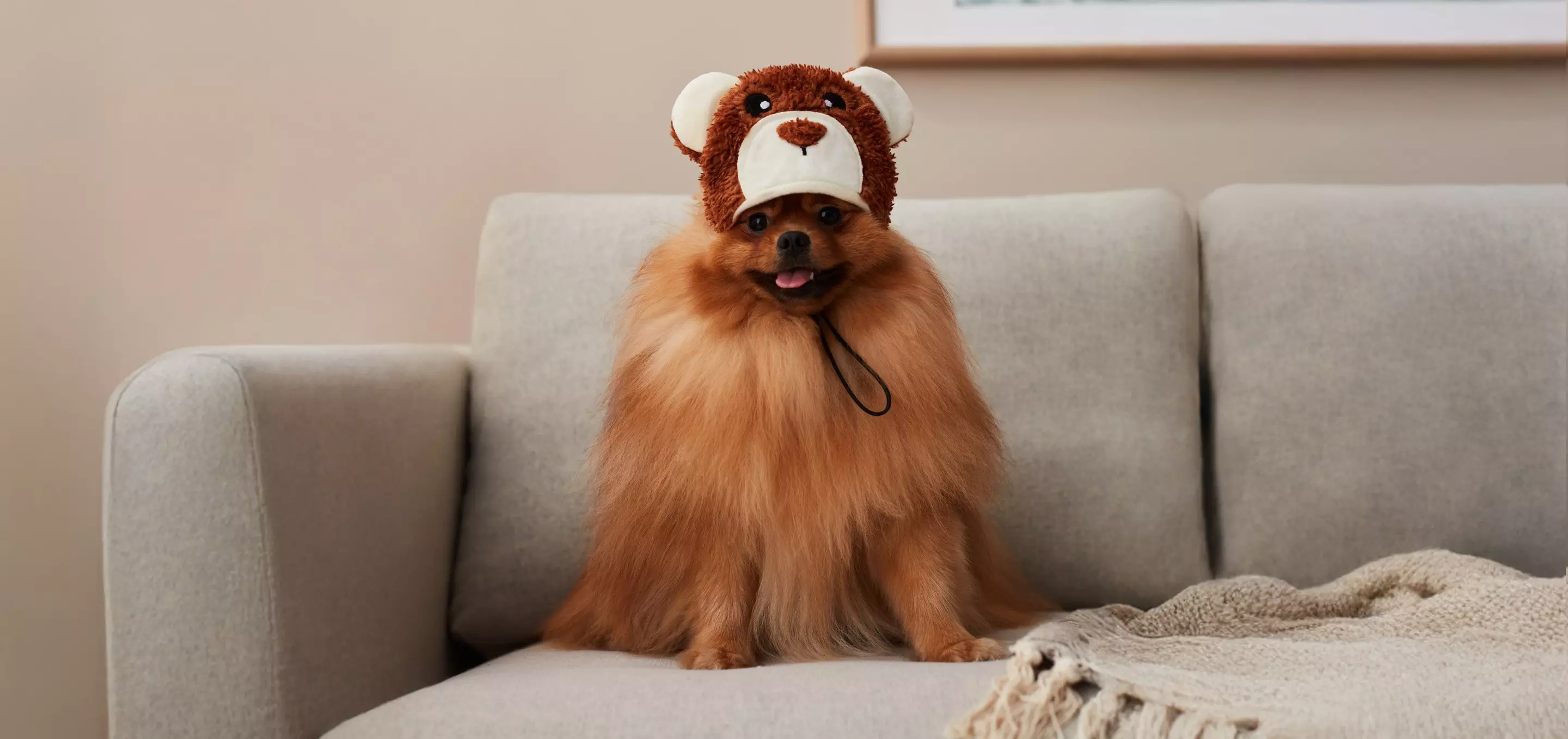 Pies rasy szpic w czapce niedźwiedzia z Pepco siedzi na szarej kanapie z kocem.