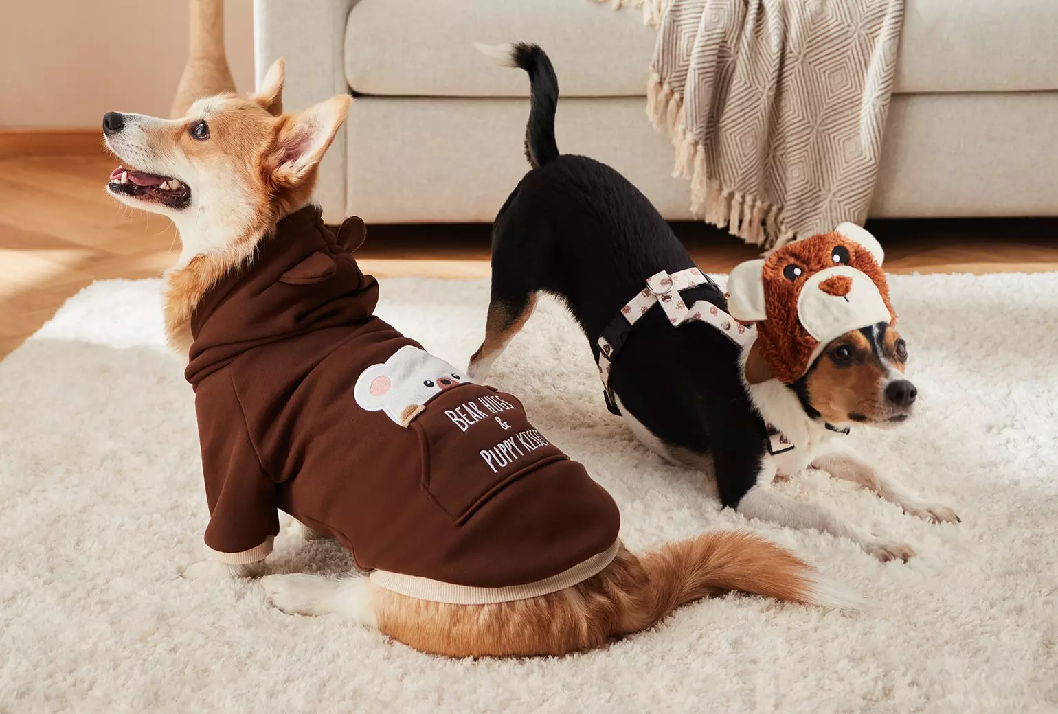 Dwa psy w ubrankach Pepco - jeden w brązowej bluzie z misiem, drugi w czapce przypominającej misia, leżące na dywanie.