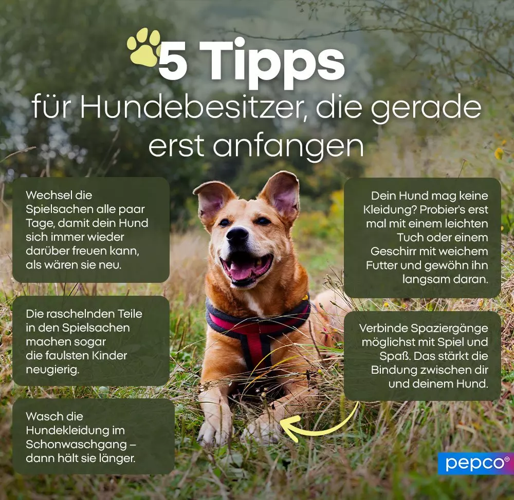 Glücklicher Hund sitzt im Freien, umgeben von Infografik mit 5 Tipps für neue Hundebesitzer.
