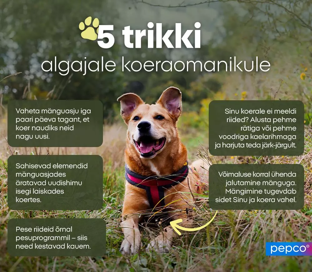 Pepco infographic showing a smiling dog with 5 tips for beginner dog owners, including advice on toys, walks and clothing for pets.
