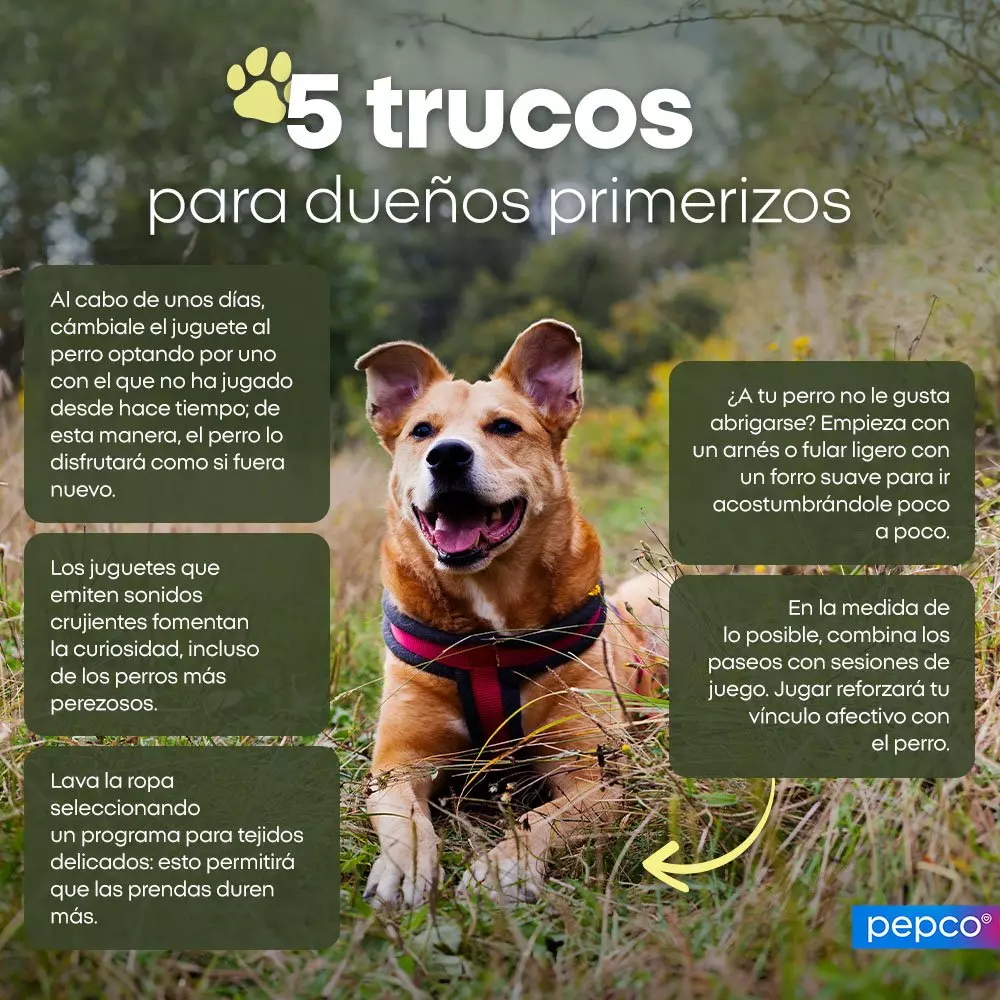 Perro feliz con arnés sentado en el césped junto a consejos sobre cuidado de mascotas de Pepco.
