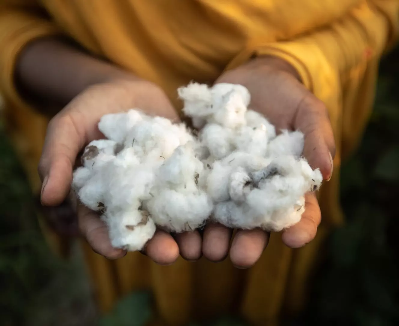Dłonie trzymające surową bawełnę, prezentujące naturalne włókna używane w produktach Pepco.