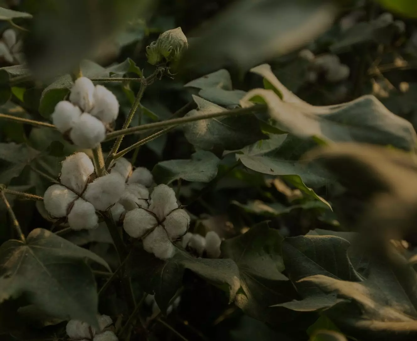 Pepco természetes pamut növény közelképe, fehér gyapotvirágok zöld levelek között a természetes környezetben.