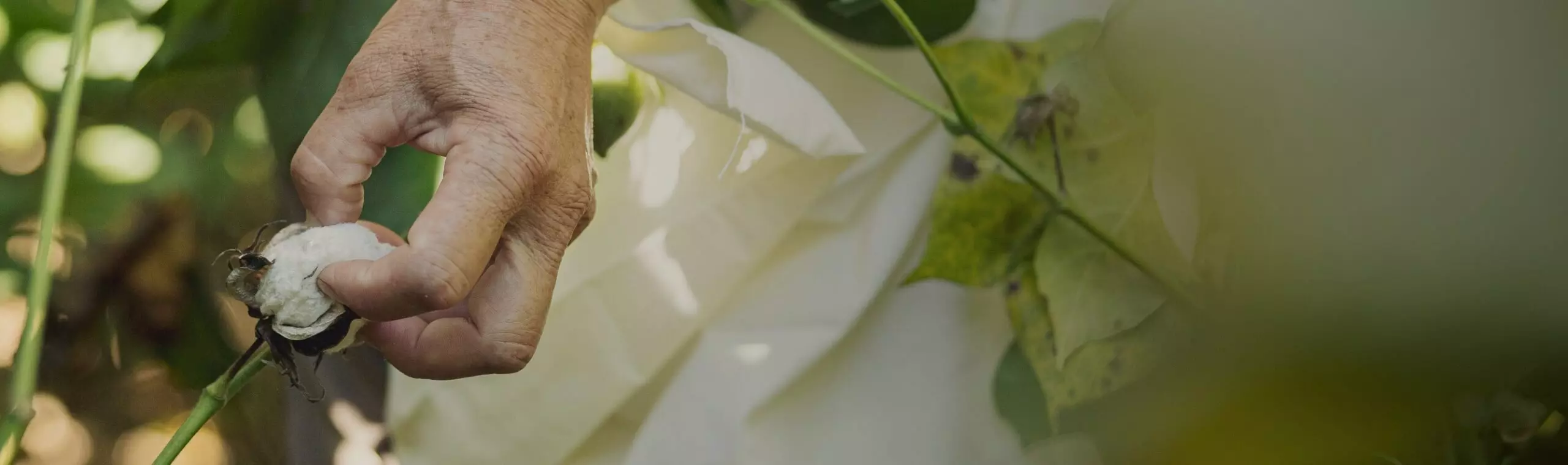 Dłoń zbierająca surową bawełnę z rośliny, produkt naturalny używany w tekstyliach Pepco.