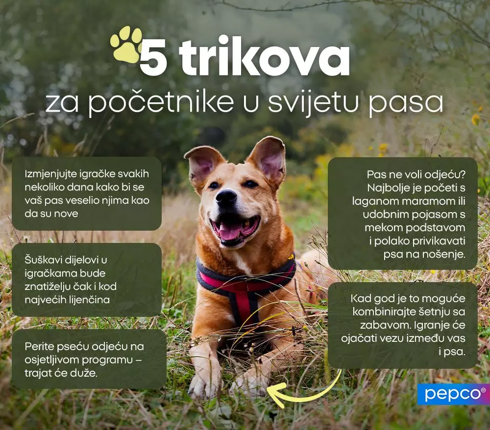 Pas u povodcu sjedi na travi, infografika s tekstom "5 trikova za početnike u svijetu pasa".