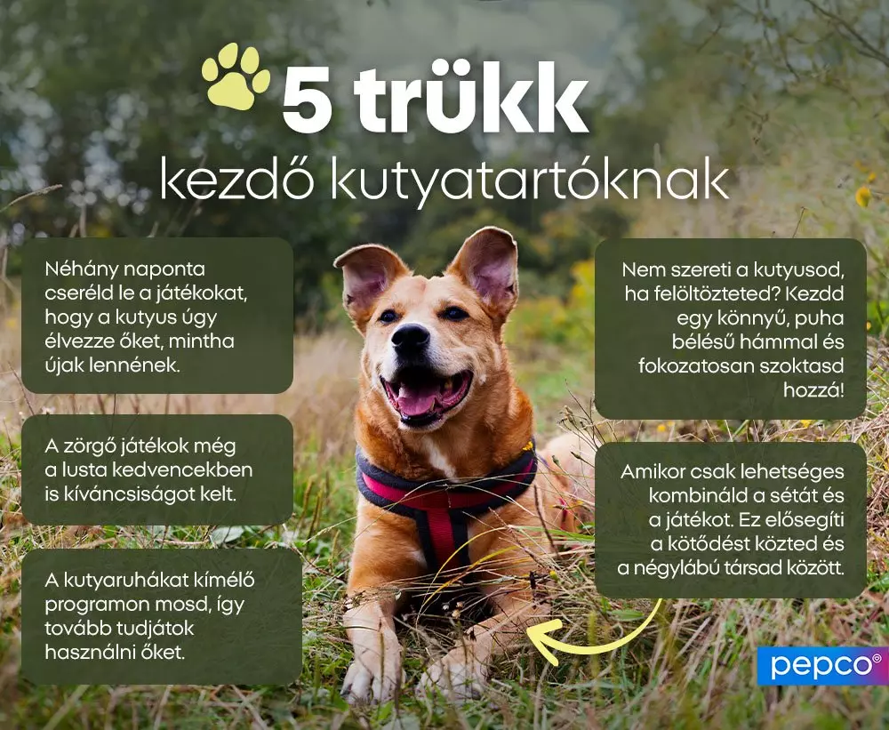 Mosolygó barna kutya ül a fűben, körülötte 5 trükk kezdő kutyatartóknak tanácsokkal a Pepco márkától.