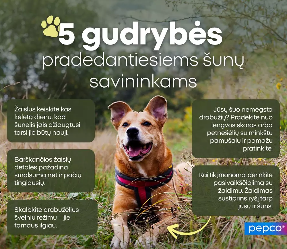 Šuo su petnešomis sėdi lauke, aplinkui patarimai apie šunų priežiūrą.