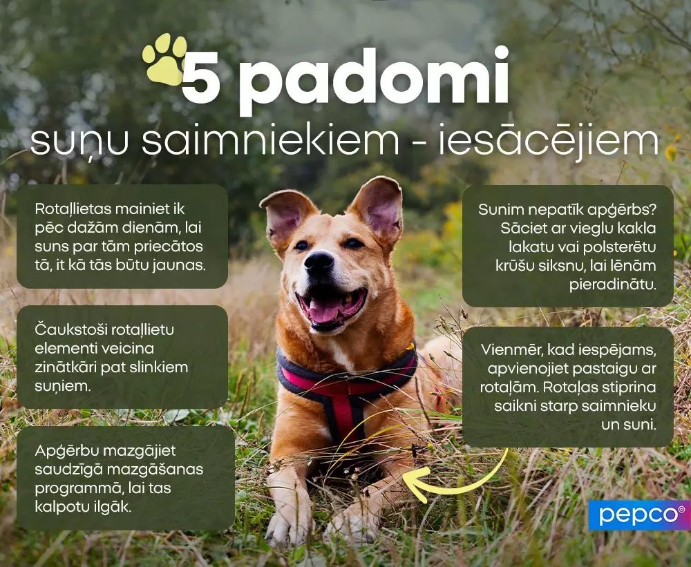 Smaidīgs suns zālē ar pieciem Pepco padomiem iesācējiem suņu saimniekiem par rotaļlietām, apģērbu un pastaigu ieradumiem.