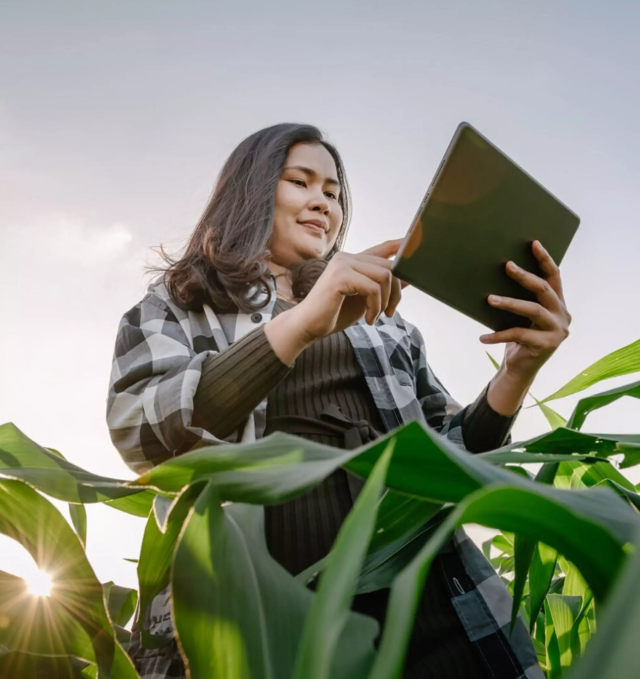 Person wearing Pepco checked shirt using a tablet outdoors among green plants during sunset.