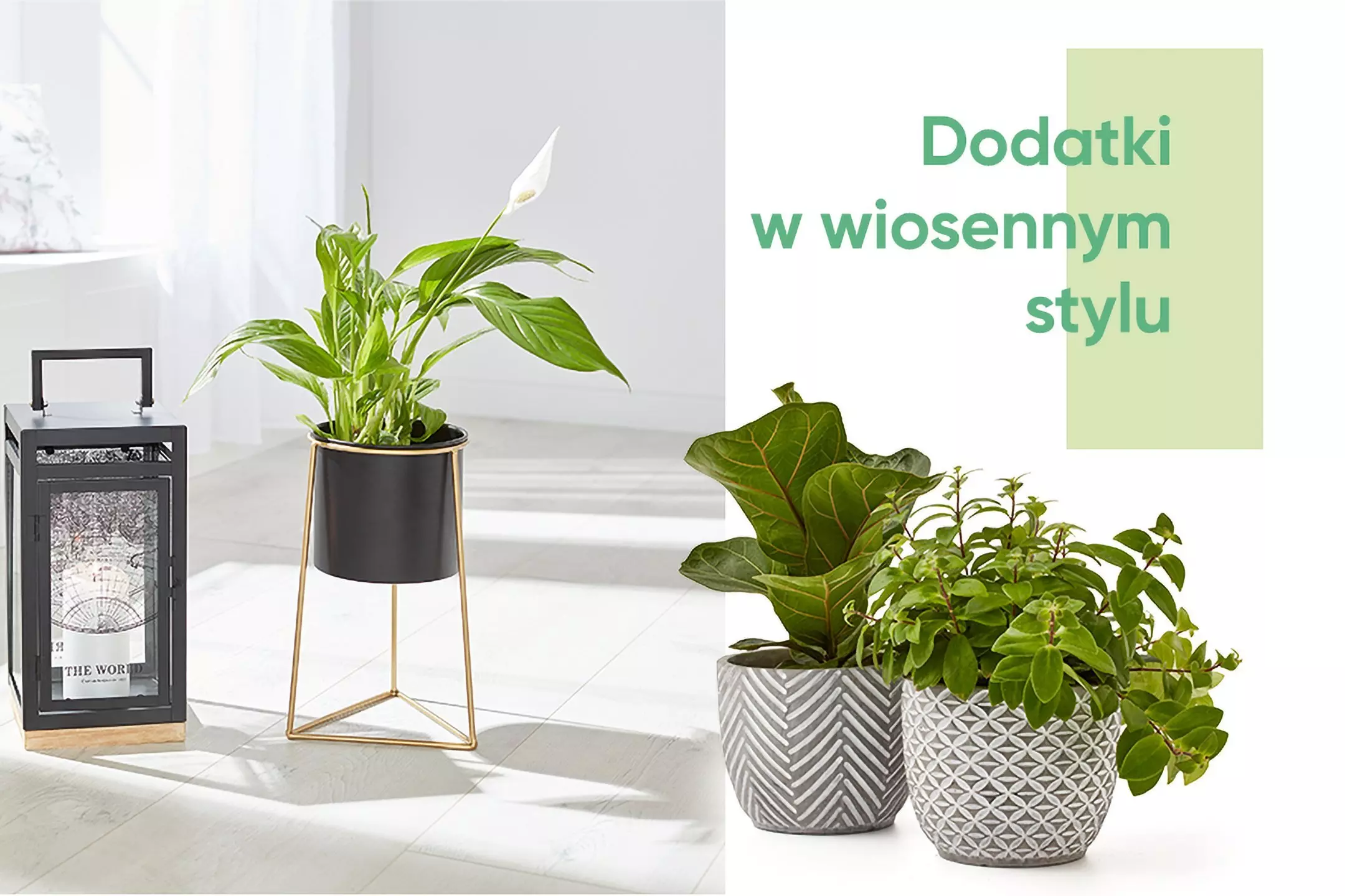 Pepco wiosenna kolekcja roślin doniczkowych i dekoracyjnych doniczek w różnych wzorach z napisem Accessories in spring style.