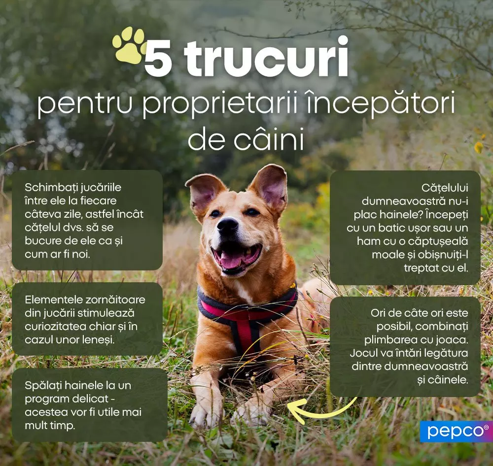 Câine fericit cu ham roșu în iarbă, înconjurat de 5 sfaturi pentru proprietarii începători de câini.
