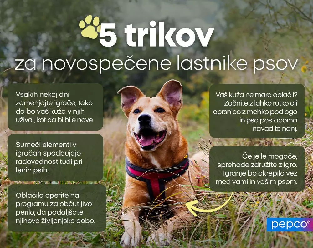 Rjav pes z rdečo oprsnico sedi v travi, infografika z naslovom 5 trikov za novospečene lastnike psov.