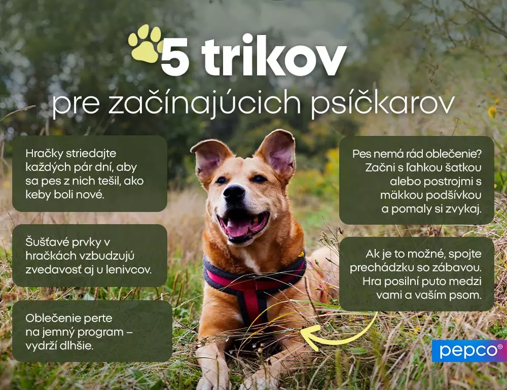 Usmiaty pes s infografikou 5 trikov pre začínajúcich psíčkarov, vrátane tipov na hračky a výcvik.