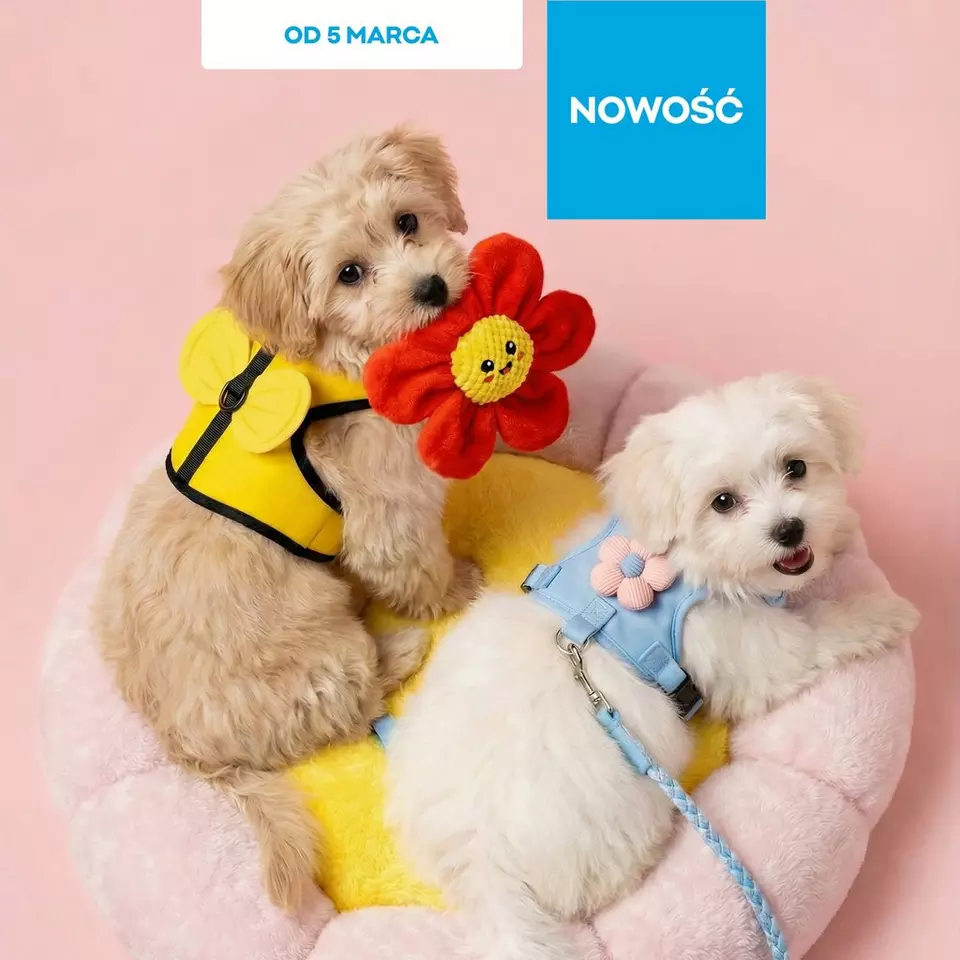 Dwa małe psy w kolorowych uprzężach, jeden trzyma pluszowy kwiat, dostępne od 5 marca.