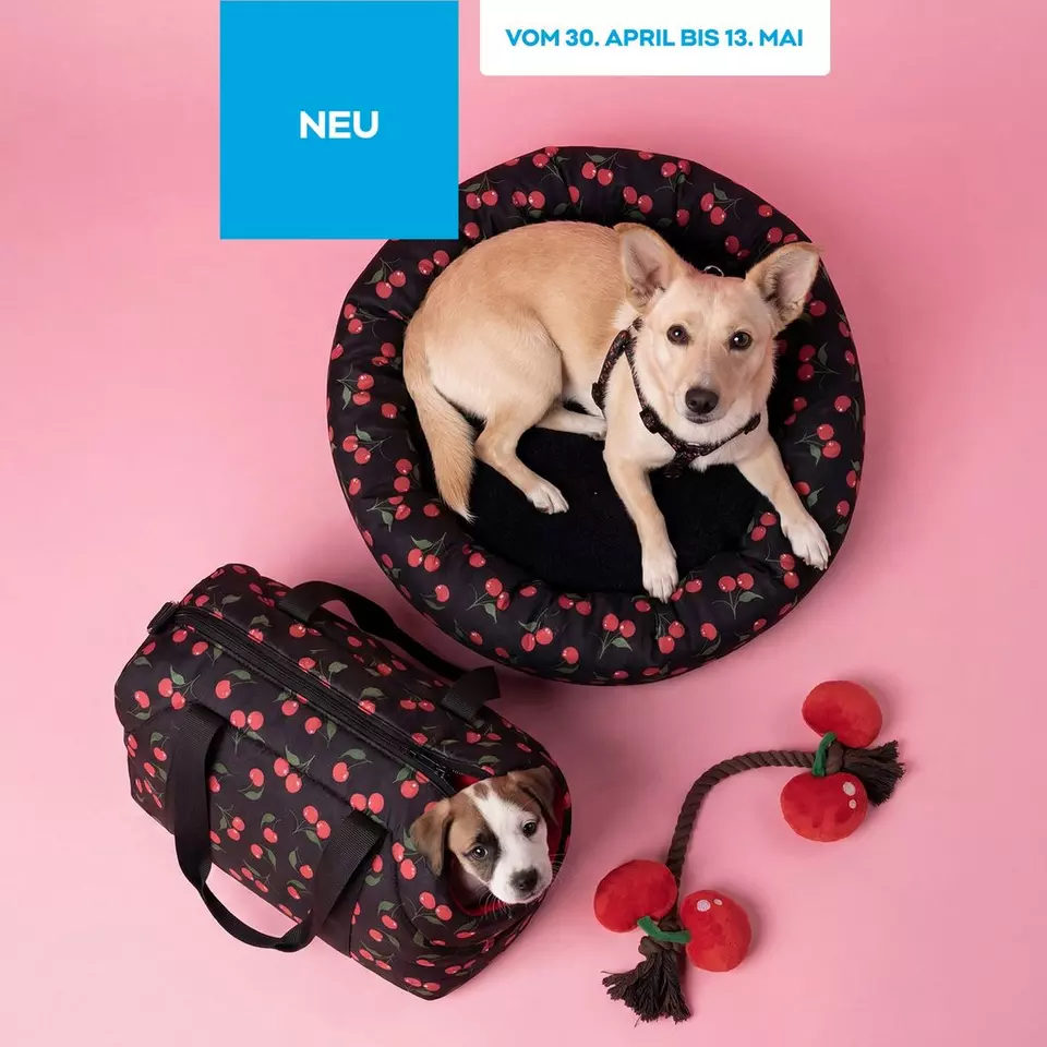 Hund liegt in rundem Bett mit Kirschmuster, daneben Transporttasche mit Welpe und Hundespielzeug.