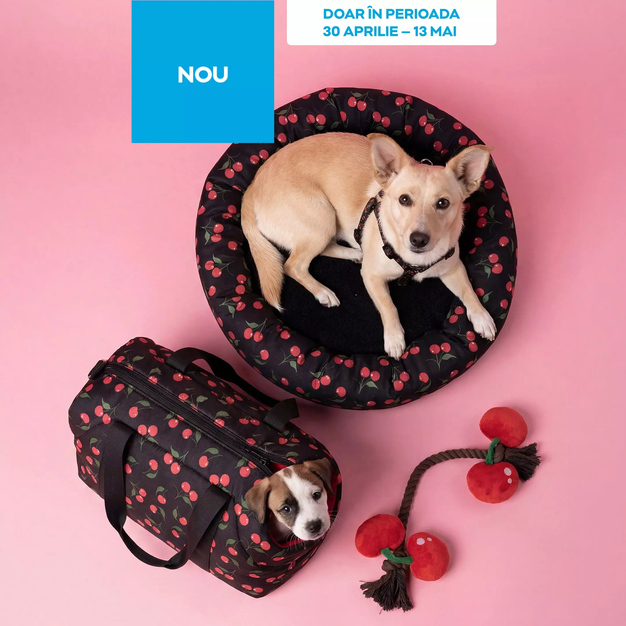 Câine stând într-un coș rotund cu model de cireșe, lângă o geantă de transport și jucării pentru animale.