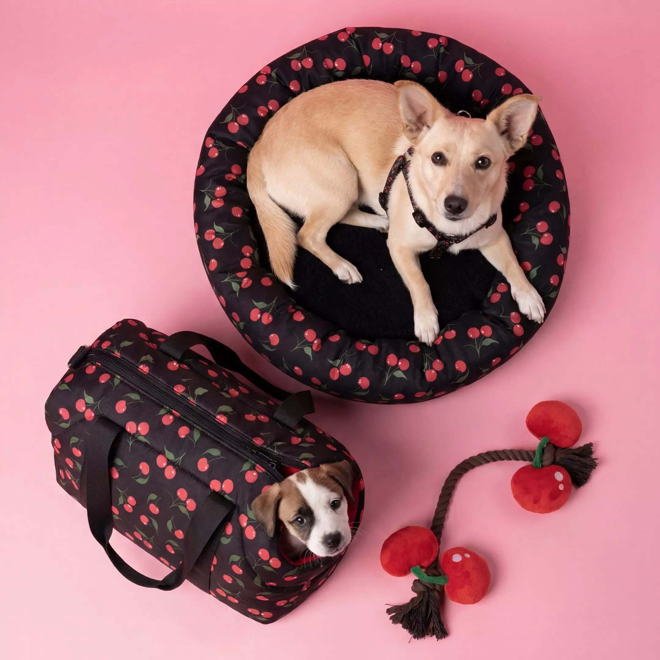 Perro beige descansando en cama redonda con estampado de cerezas, junto a transportín y juguetes a juego.