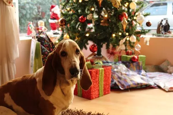 Cane sdraiato accanto a regali natalizi con albero decorato Pepco sullo sfondo.