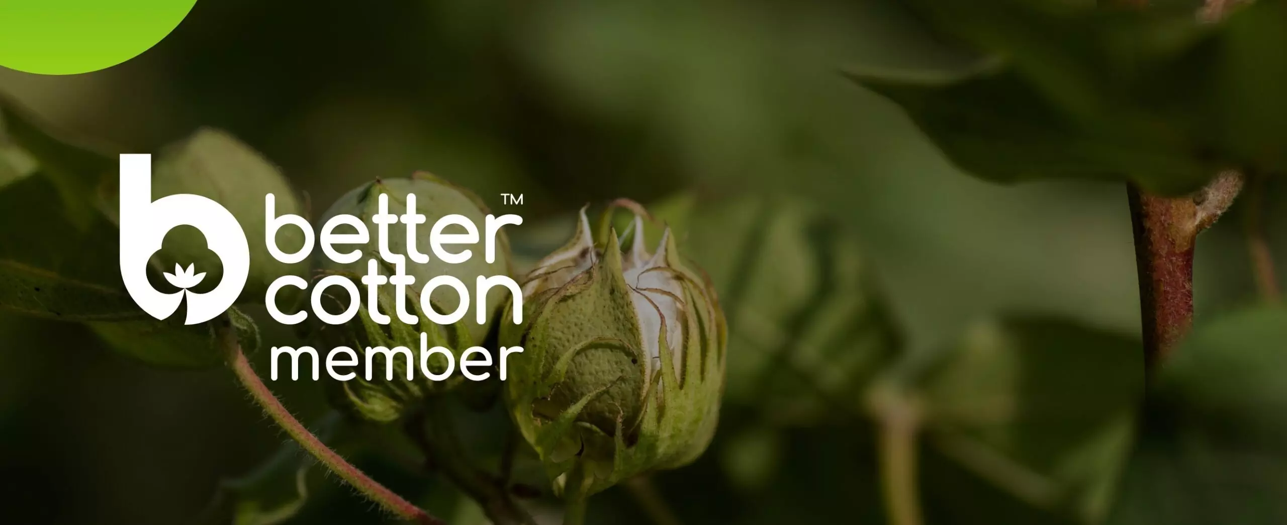 Pepco Better Cotton member logó gyapotbimbóval a háttérben, fenntartható pamuttermelést jelképezve.