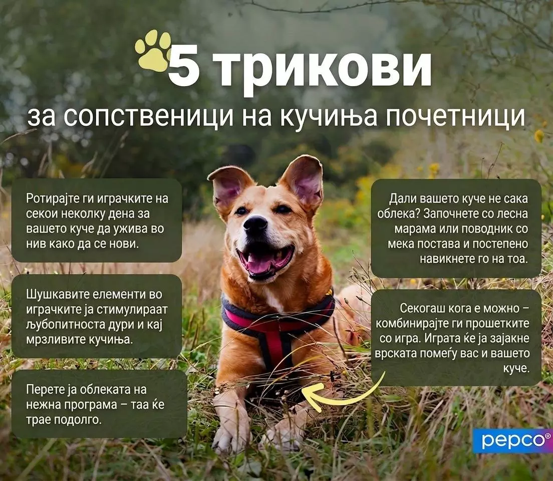 Pepco куче со шарена опратка седи во трева, информативна графика за грижа за миленици.