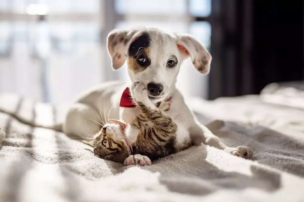 Biały szczeniak z czerwoną muszką Pepco bawi się z pręgowanym kociątkiem na jasnym kocu.