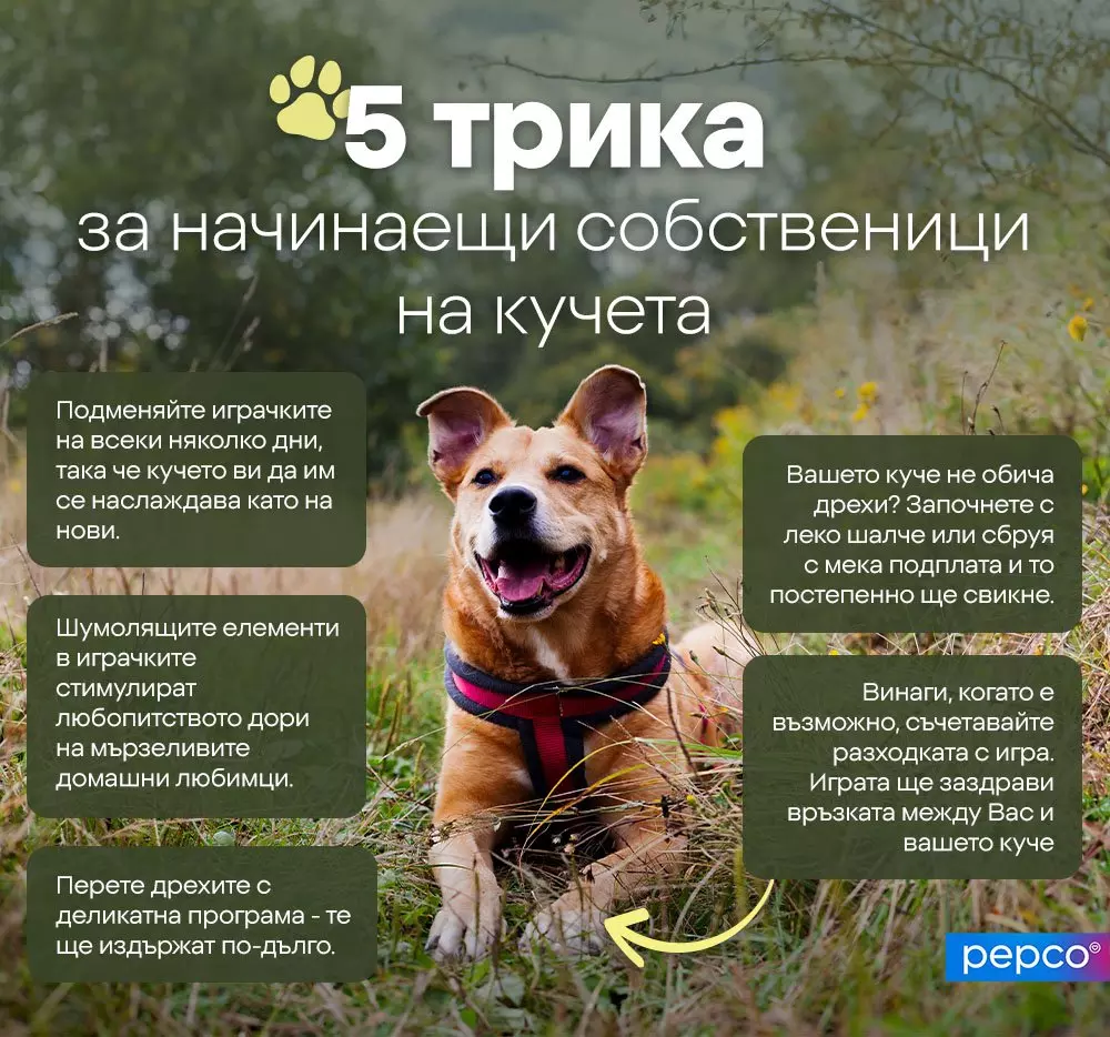 Усмихнато куче с нашийник седи на открито, заобиколено от текст с 5 трика за начинаещи собственици.