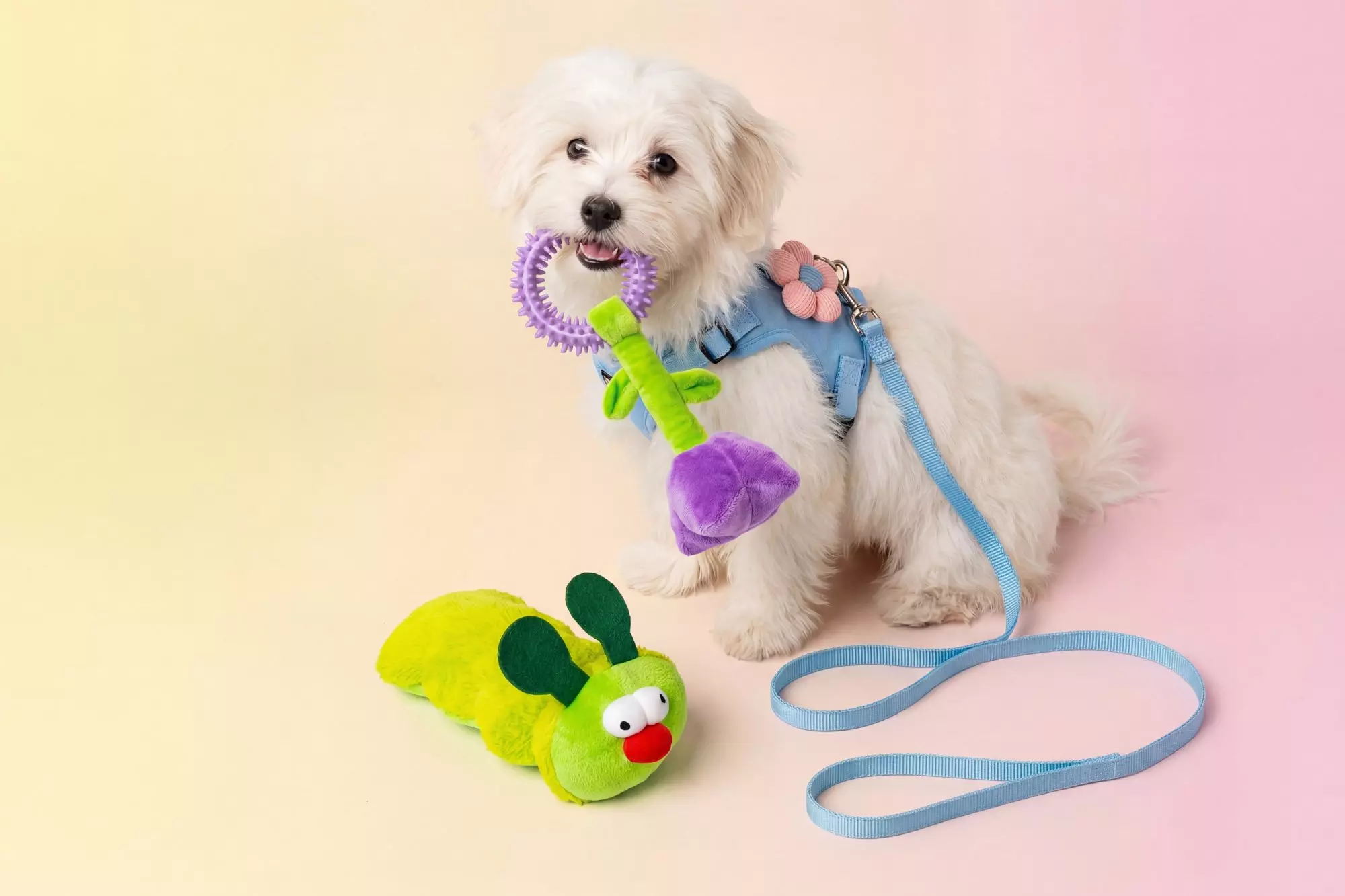 White dog wearing blue harness holding purple and green toy in mouth, with plush bird toy on floor.