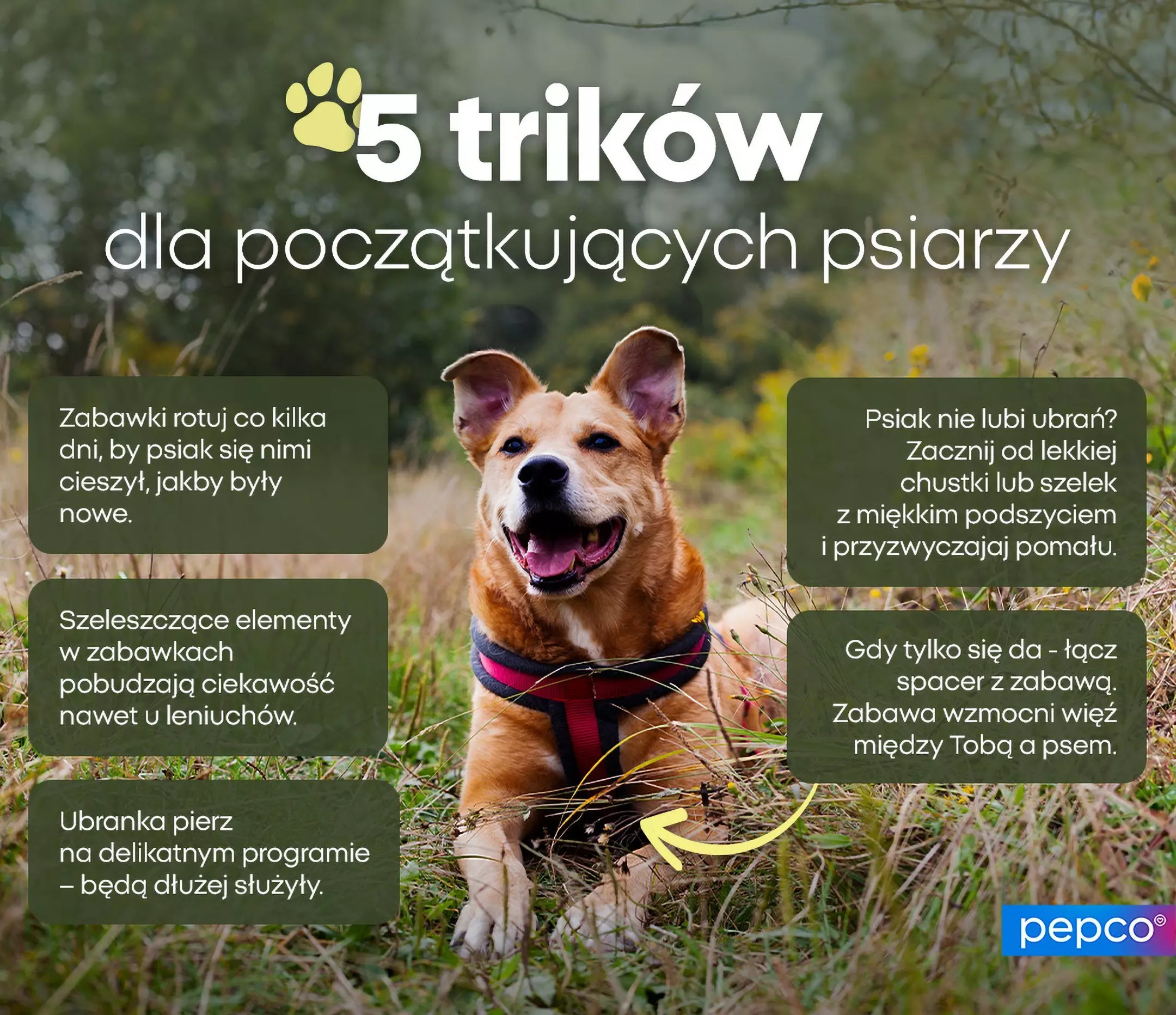 Uśmiechnięty pies w szelkach na trawie z infografiką 5 porad dla początkujących właścicieli psów od Pepco.