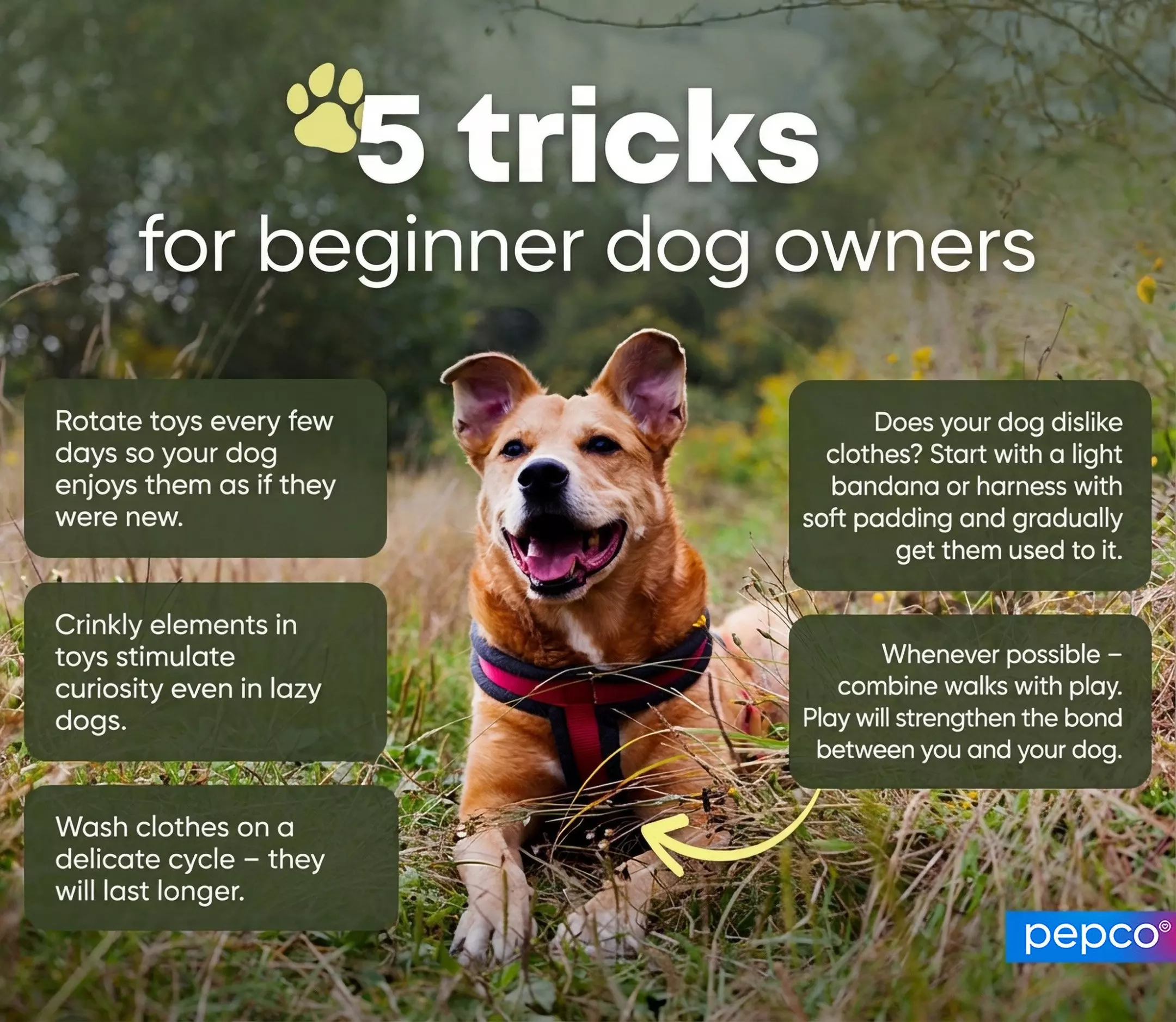 Pepco infographic showing 5 tricks for beginner dog owners with a happy dog wearing a harness in a grassy field.