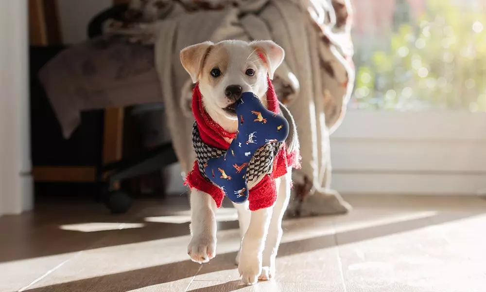 Szczeniak w czerwonym sweterku Pepco, niosący niebieską zabawkę w kształcie kości z wzorem.